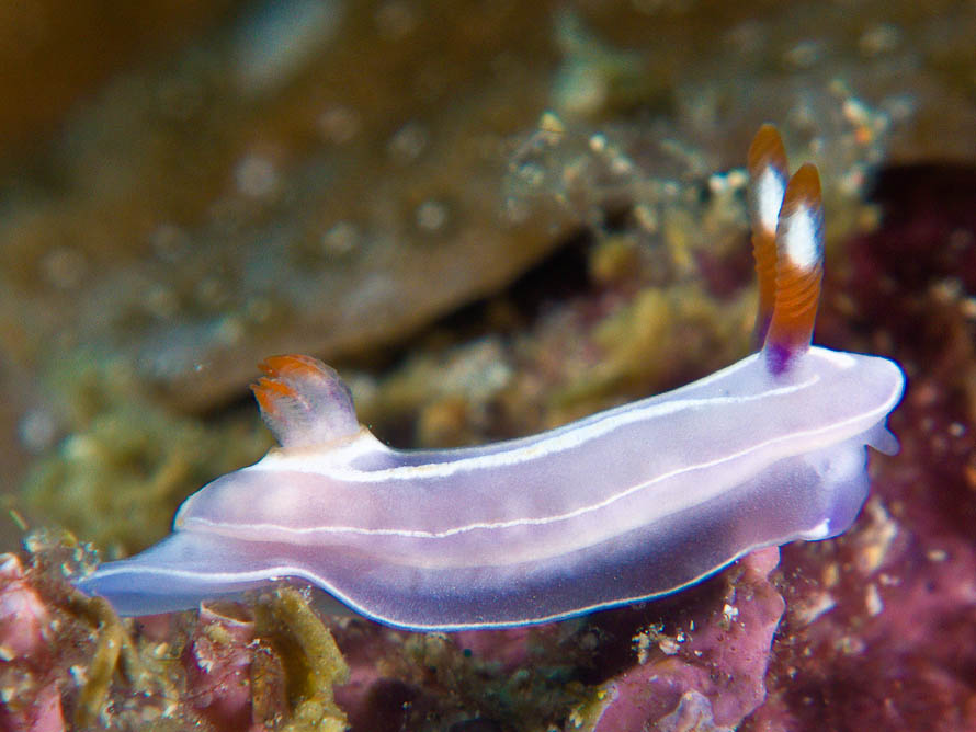 Mexichromis trilineata